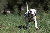 DALMATIEN 087